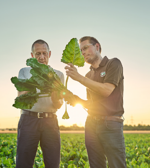 Посібник з технології BTS CR+: ефективна боротьба з церкоспорозом